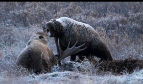 Brown Bear Hunting over Moose Carcase